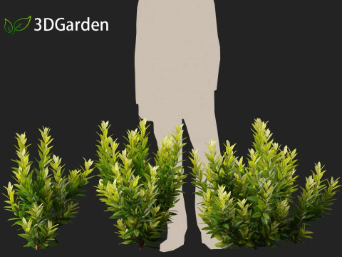 Illicium parviflorum Florida Sunshine 3D Model