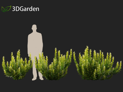 Illicium parviflorum Florida Sunshine 3D मॉडल