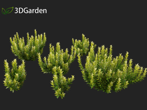 Illicium parviflorum Florida Sunshine 3D मॉडल