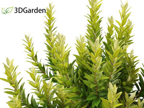 Illicium parviflorum Florida Sunshine 3D मॉडल