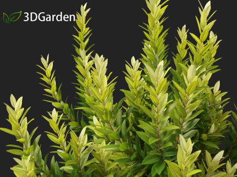 Illicium parviflorum Florida Sunshine 3D मॉडल