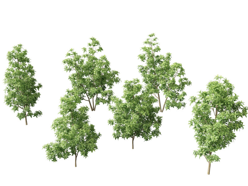 Magnolia virginiana Northern Belle 3D Модель .c4d .max .obj .3ds .fbx .stl .blend 