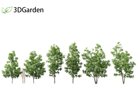 Magnolia virginiana Northern Belle 3D Model