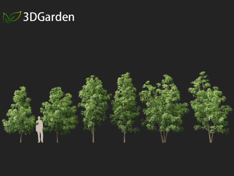 Magnolia virginiana Northern Belle 3D Модель