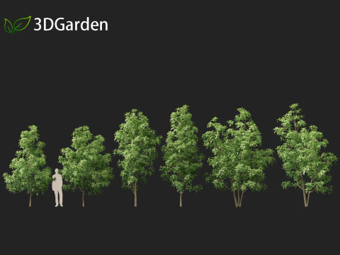 Magnolia virginiana Northern Belle 3D Model
