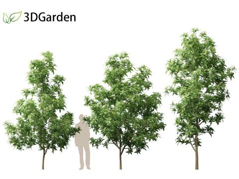 Magnolia virginiana Northern Belle 3D Model