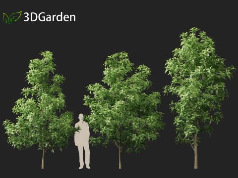 Magnolia virginiana Northern Belle 3D Model