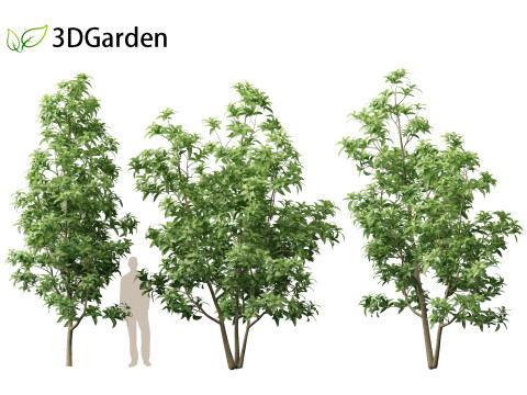 Magnolia virginiana Northern Belle 3D Модель