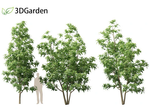 Magnolia virginiana Northern Belle 3D Model