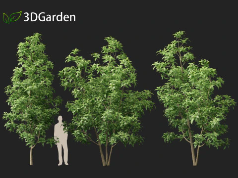 Magnolia virginiana Northern Belle 3D Model