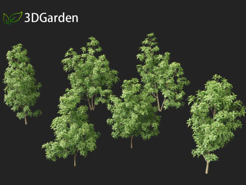 Magnolia virginiana Northern Belle 3D Model