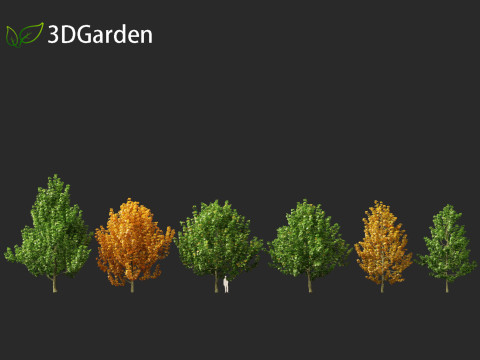 Magnolia virginiana Northern Belle 3D Model