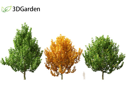 Magnolia virginiana Northern Belle 3D Model