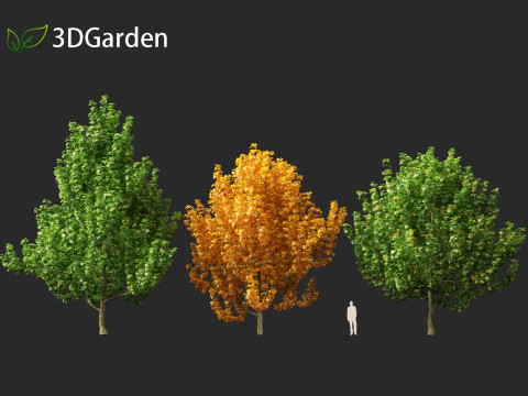 Magnolia virginiana Northern Belle 3D Model