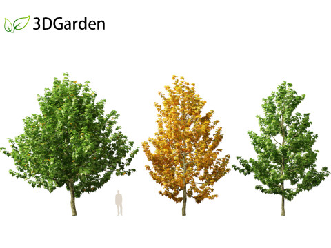 Magnolia virginiana Northern Belle 3D Model