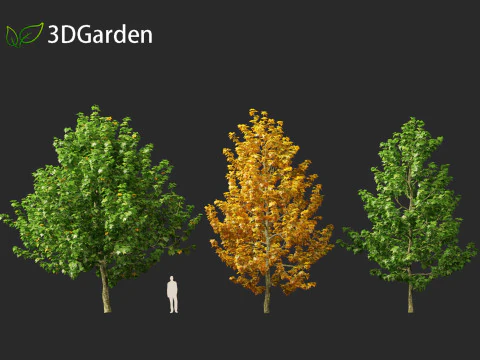 Magn&oacute;lia virginiana Northern Belle Modelo 3D