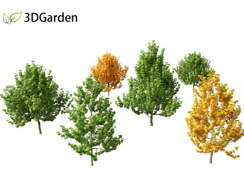 Magnolia virginiana Northern Belle 3D Model