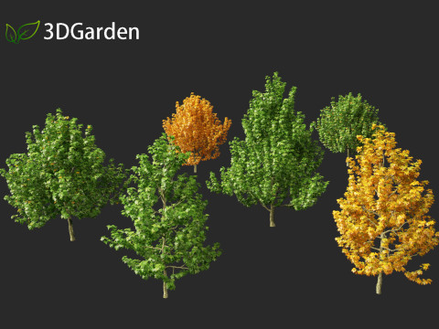 Magnolia virginiana Northern Belle 3D Model
