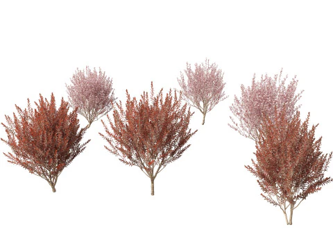 Prunus cerasifera Newport - cherry plum 3D Model