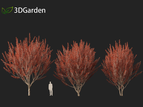 Prunus cerasifera Newport - cherry plum 3Dモデル