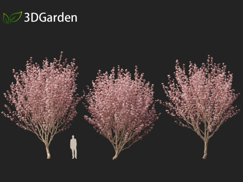 Prunus cerasifera Newport - cherry plum 3Dモデル