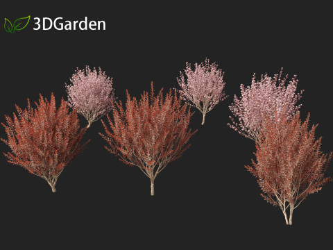 Prunus cerasifera Newport - cherry plum 3Dモデル