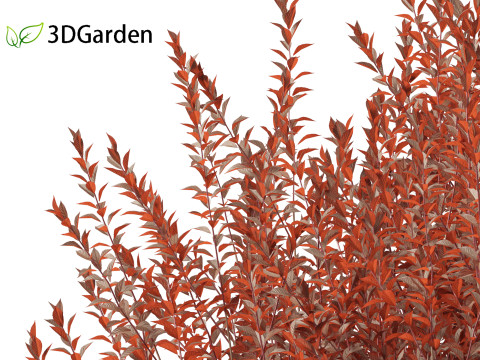 Prunus cerasifera Newport - cherry plum 3Dモデル