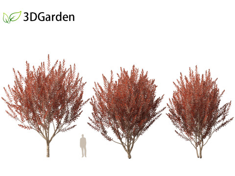 Prunus cerasifera Newport - cherry plum 3Dモデル