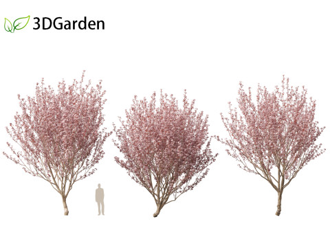 Prunus cerasifera Newport - cherry plum 3Dモデル