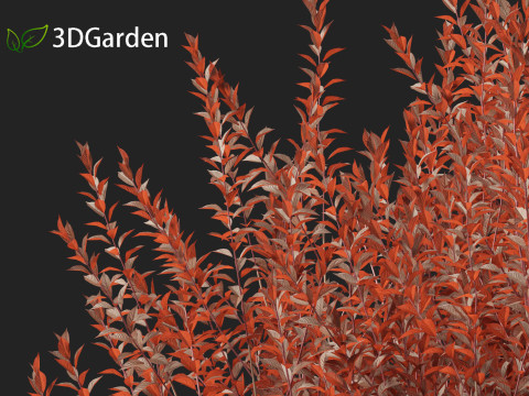 Prunus cerasifera Newport - cherry plum 3Dモデル