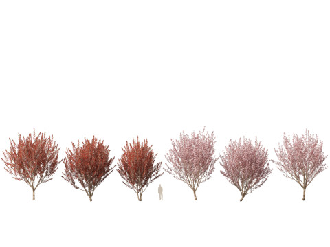 Prunus cerasifera Newport - cherry plum 3Dモデル