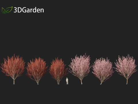 Prunus cerasifera Newport - cherry plum 3Dモデル