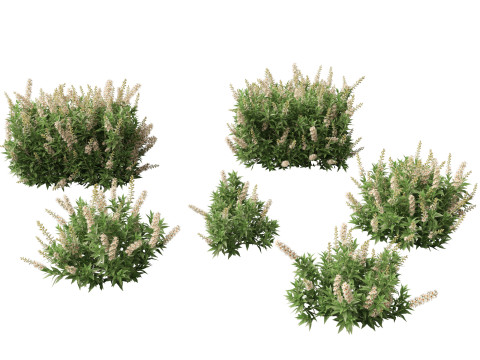 Prunus laurocerasus Otto Luyken - Cherry laurel 3D Model