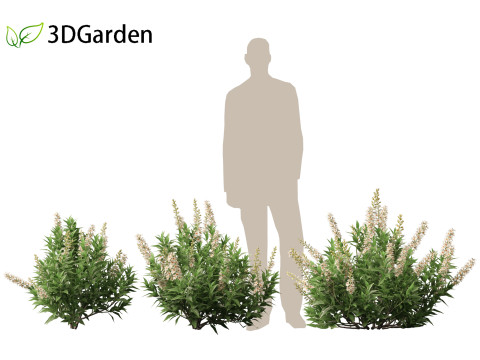 Prunus laurocerasus Otto Luyken - Cherry laurel 3D Модель