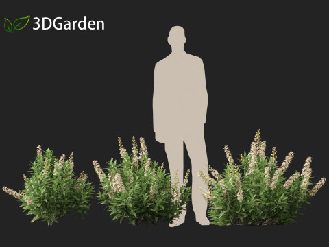 Prunus laurocerasus Otto Luyken - Cherry laurel 3D Модель