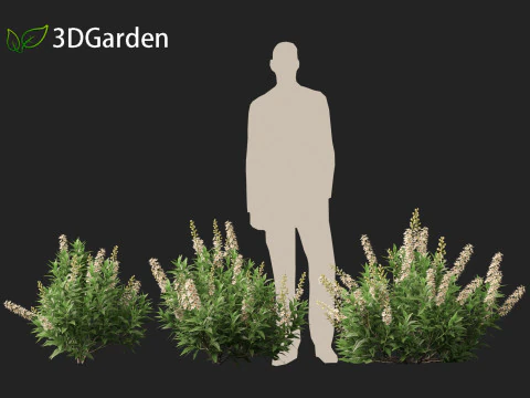 Prunus laurocerasus Otto Luyken - Laurierkers 3D Model