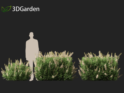Prunus laurocerasus Otto Luyken - Cherry laurel 3D Модель