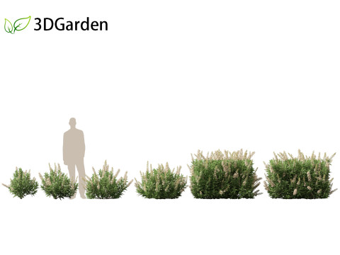Prunus laurocerasus Otto Luyken - Cherry laurel 3D Модель