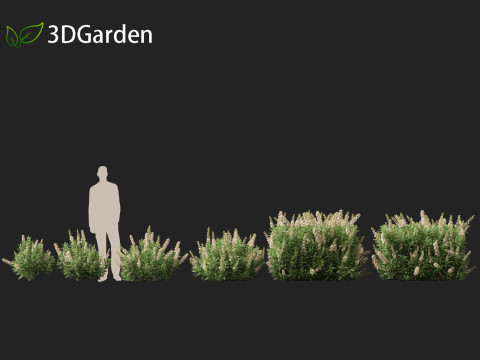 Prunus laurocerasus Otto Luyken - Cherry laurel 3D Модель