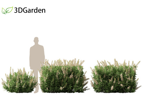Prunus laurocerasus Otto Luyken - Cherry laurel 3D Модель