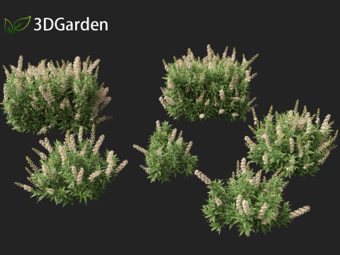 Prunus laurocerasus Otto Luyken - Cherry laurel 3D Модель