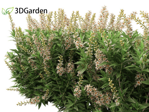 Prunus laurocerasus Otto Luyken - Cherry laurel 3D Модель