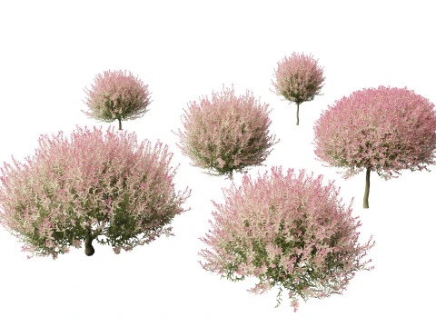 Salix integra Hakuro-nishiki - Dappled Japanese willow 3D Model
