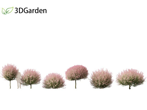 Salix integra Hakuro-nishiki - Dappled Japanese willow 3D Model