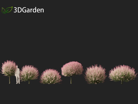 Salix integra Hakuro-nishiki - Dappled Japanese willow 3D-Modell