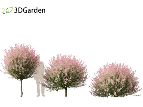 Salix integra Hakuro-nishiki - Dappled Japanese willow 3D-Modell