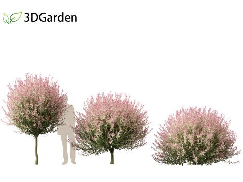 Salix integra Hakuro-nishiki - Dappled Japanese willow 3D Model