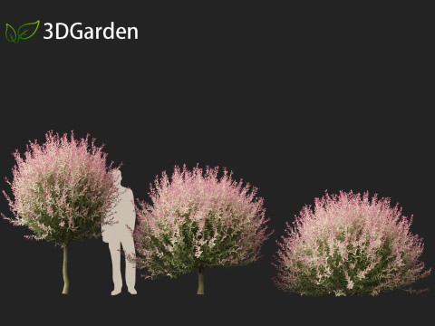 Salix integra Hakuro-nishiki - Dappled Japanese willow 3D-Modell