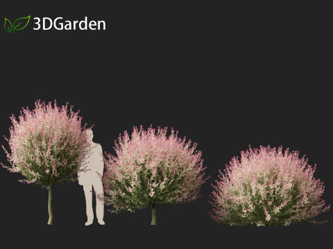 Salix integra Hakuro-nishiki - Dappled Japanese willow 3D Model
