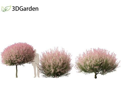 Salix integra Hakuro-nishiki - Dappled Japanese willow 3D Model